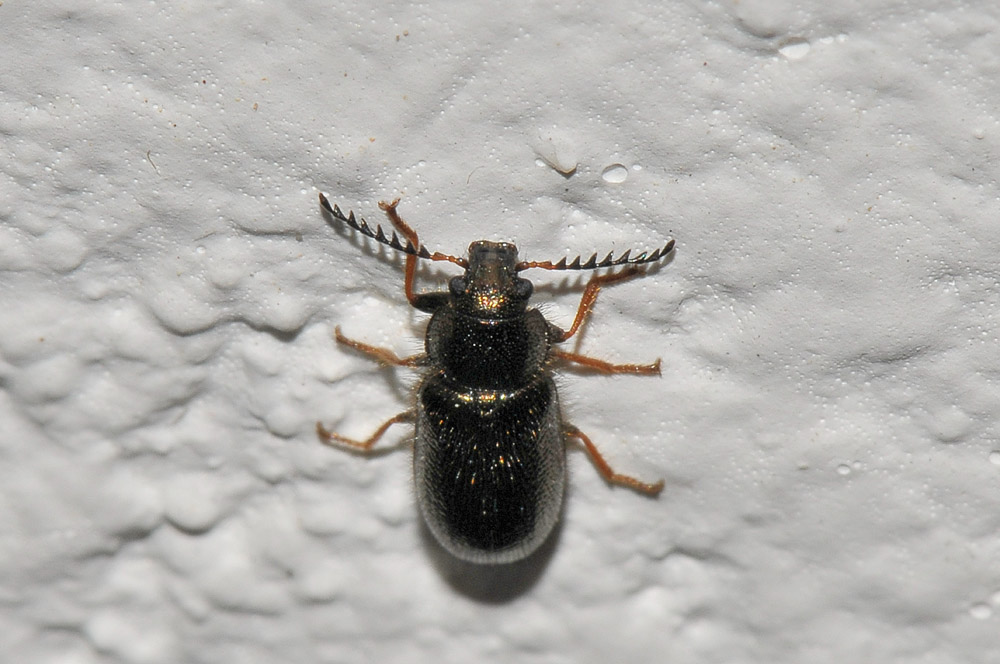 Aplocnemus chalconatus (cf.) (Dasytidae)